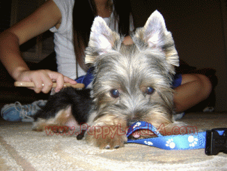 yorkie